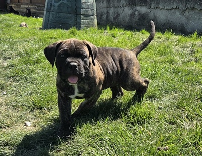 Domino Working Corso, Cane Corso Welpen - Rüde