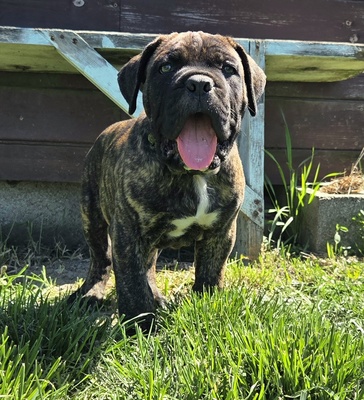 Domino Working Corso, Cane Corso Welpen - Rüde