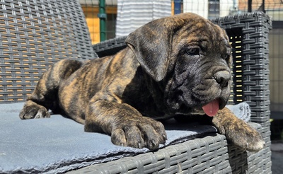 Domino Working Corso, Cane Corso Welpen - Rüde