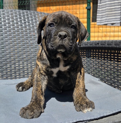 Domino Working Corso, Cane Corso Welpen - Rüde