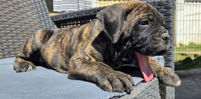 Domino Working Corso, Cane Corso Welpen - Rüde