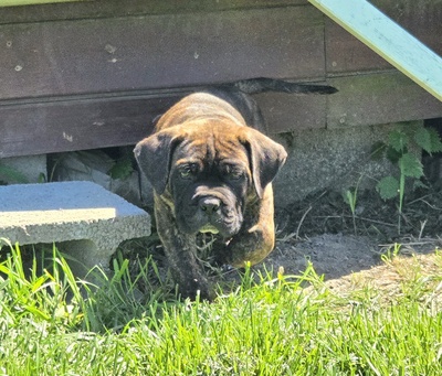 Domino Working Corso, Cane Corso Welpen - Rüde