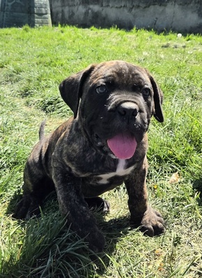 Domino Working Corso, Cane Corso Welpen - Rüde