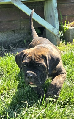Domino Working Corso, Cane Corso Welpen - Rüde