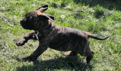 Domino Working Corso, Cane Corso Welpen - Rüde