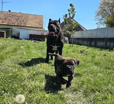 Domino Working Corso, Cane Corso Welpen - Rüde