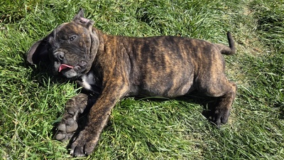 Domino Working Corso, Cane Corso Welpen - Rüde