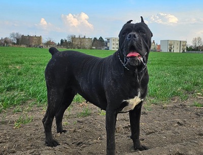 Domino Working Corso, Cane Corso Welpen - Rüde