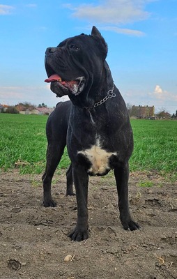 Domino Working Corso, Cane Corso Welpen - Rüde