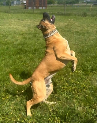 Domino Working Corso, Cane Corso Welpen - Rüde