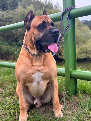 Domino Working Corso, Cane Corso Welpen - Rüde