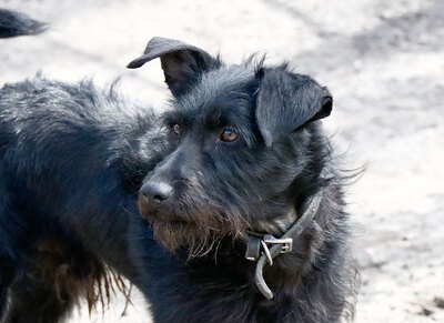 Don Juan - Verspielter Rüde, ca. 1 Jahr/33cm/7kg, Mischling - Rüde