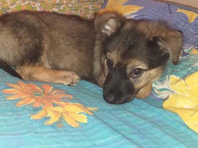 Don, Mischling Welpen - Rüde