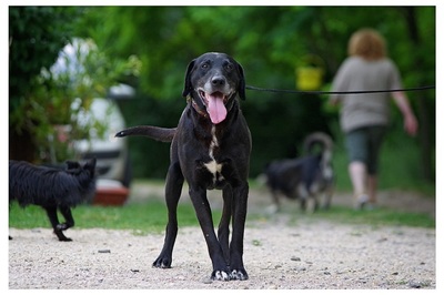 Don, Mischlingsrüde - Rüde