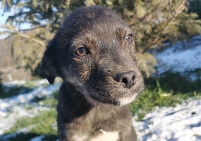 Dongo, Husky-Schäfer-Mischling Welpen - Rüde