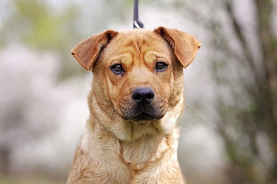 Donna, Mischlingshündin Welpen - Hündin