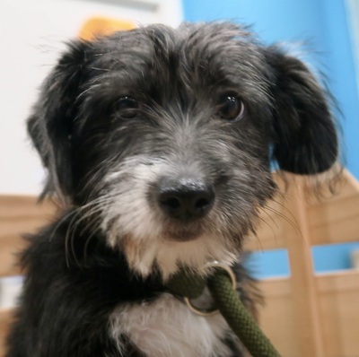 Donna, Mix Welpen - Hündin