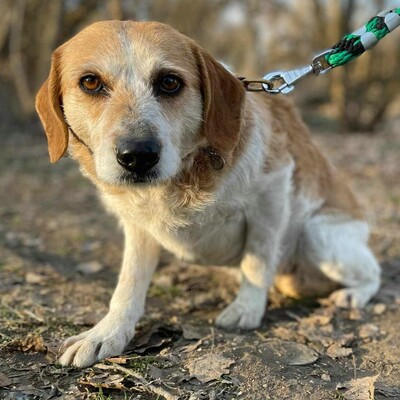 💥💥🐶 Doppelpack Bandi und Böbi suchen ein gemeinsames Zuhause 🐶💥💥, Mischling - Rüde