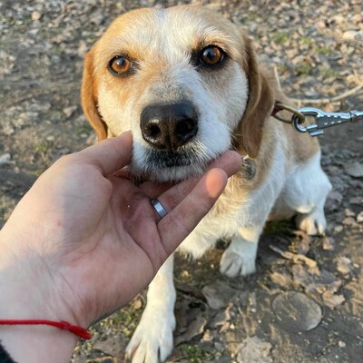 💥💥🐶 Doppelpack Bandi und Böbi suchen ein gemeinsames Zuhause 🐶💥💥, Mischling - Rüde