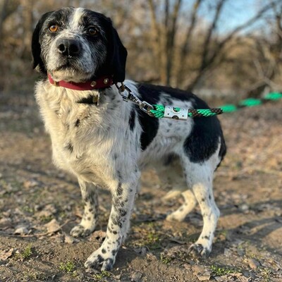 💥💥🐶 Doppelpack Bandi und Böbi suchen ein gemeinsames Zuhause 🐶💥💥, Mischlinge - Rüde