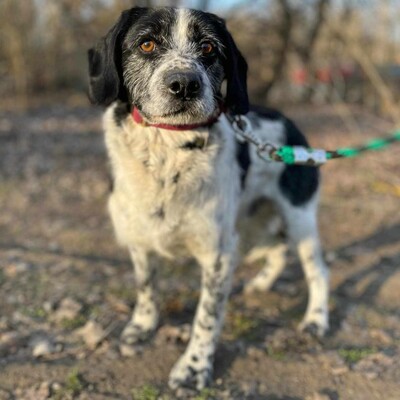 💥💥🐶 Doppelpack Bandi und Böbi suchen ein gemeinsames Zuhause 🐶💥💥, Mischlinge - Rüde