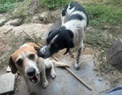💥💥🐶 Doppelpack Bandi und Böbi suchen ein gemeinsames Zuhause 🐶💥💥, Mischlinge - Rüde