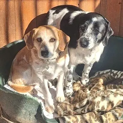 💥💥🐶 Doppelpack Bandi und Böbi suchen ein gemeinsames Zuhause 🐶💥💥, Mischlings Brüder - Rüde
