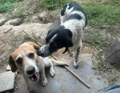 💥💥🐶 Doppelpack Bandi und Böbi suchen ein gemeinsames Zuhause 🐶💥💥, Mischlings Brüder - Rüde