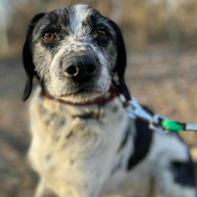💥💥🐶 Doppelpack Bandi und Böbi suchen ein gemeinsames Zuhause 🐶💥💥, Mischlingsrüden - Rüde