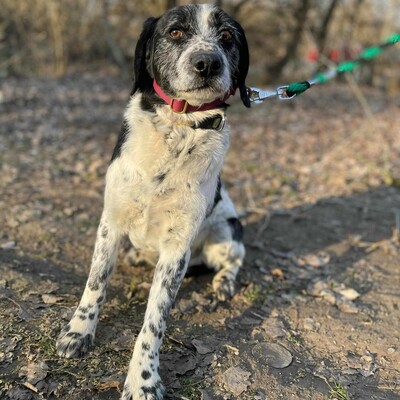 💥💥🐶 Doppelpack Bandi und Böbi suchen ein gemeinsames Zuhause 🐶💥💥, Mischlingsrüden - Rüde