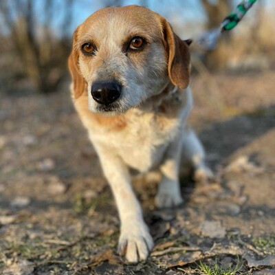 💥💥🐶 Doppelpack Bandi und Böbi suchen ein gemeinsames Zuhause 🐶💥💥, Mischlingsrüden - Rüde