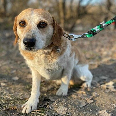 💥💥🐶 Doppelpack Bandi und Böbi suchen ein gemeinsames Zuhause 🐶💥💥, Mischlingsrüden - Rüde