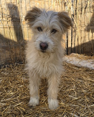 Dora, Mix Welpen - Hündin