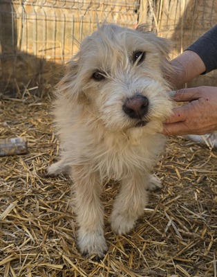 Dora, Mix Welpen - Hündin