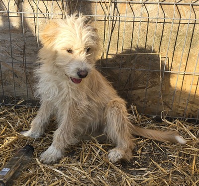 Dora, Mix Welpen - Hündin
