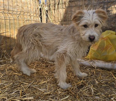 Dora, Mix Welpen - Hündin