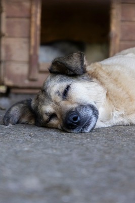 Dora – ein Seelenhund, der immer übersehen wird 💛🐾, Mischling - Hündin