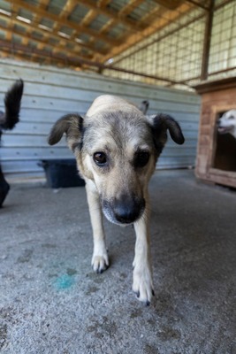 Dora – ein Seelenhund, der immer übersehen wird 💛🐾, Mischling - Hündin