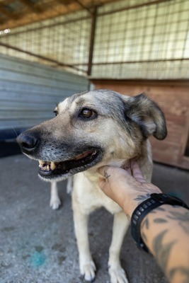 Dora – ein Seelenhund, der immer übersehen wird 💛🐾, Mischling - Hündin