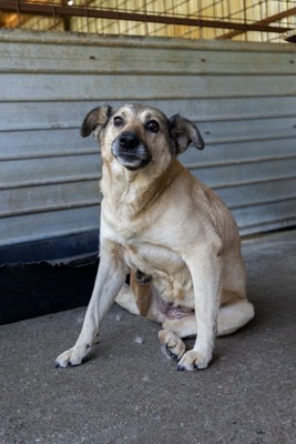 Dora – ein Seelenhund, der immer übersehen wird 💛🐾, Mischling - Hündin