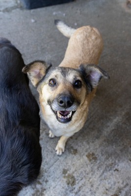 Dora – ein Seelenhund, der immer übersehen wird 💛🐾, Mischling - Hündin