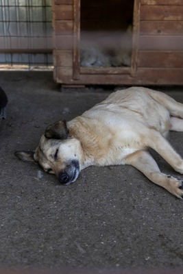 Dora – ein Seelenhund, der immer übersehen wird 💛🐾, Mischling - Hündin