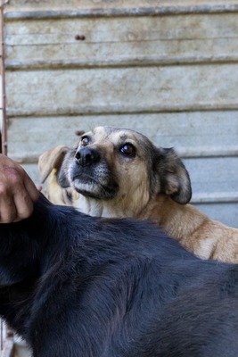 Dora – ein Seelenhund, der immer übersehen wird 💛🐾, Mischling - Hündin