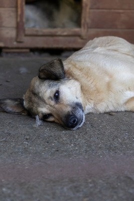 Dora – ein Seelenhund, der immer übersehen wird 💛🐾, Mischling - Hündin