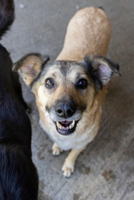 Dora – ein Seelenhund, der immer übersehen wird 💛🐾, Mischling - Hündin