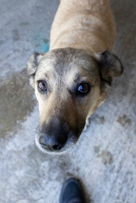 Dora – ein Seelenhund, der immer übersehen wird 💛🐾, Mischling - Hündin
