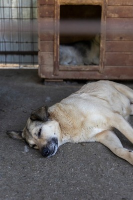 Dora – ein Seelenhund, der immer übersehen wird 💛🐾, Mischling - Hündin