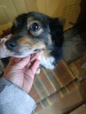 Dora, kleine Heldin auf vier Pfoten sucht ihr großes Glück 🐾, Mischling - Hündin