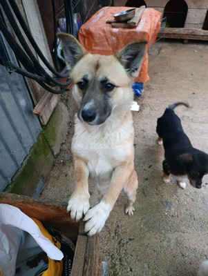 Dora, kleine Heldin auf vier Pfoten sucht ihr großes Glück 🐾, Mischling - Hündin