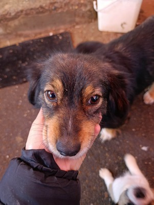 Dora, kleine Heldin auf vier Pfoten sucht ihr großes Glück 🐾, Mischling - Hündin